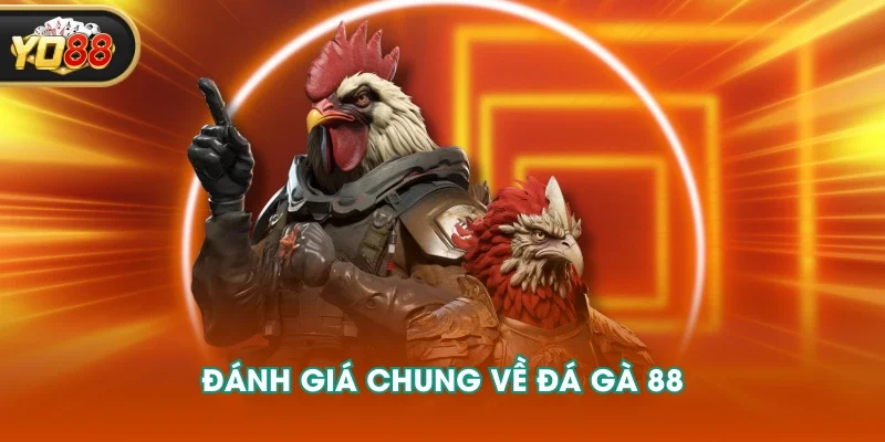 Đánh giá chung về đá gà 88 Đánh giá chung về đá gà 88