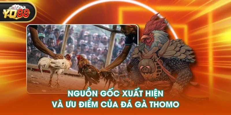 Nguồn gốc xuất hiện và ưu điểm của đá gà Thomo Nguồn gốc xuất hiện và ưu điểm của đá gà Thomo