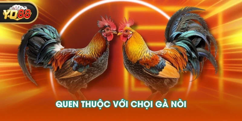 Quen thuộc với chọi gà nòi Quen thuộc với chọi gà nòi