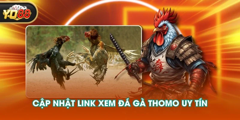 Cập nhật link xem đá gà Thomo uy tín Cập nhật link xem đá gà Thomo uy tín